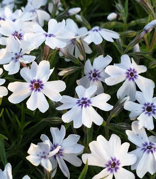 Phlox subulata 'Bavaria'